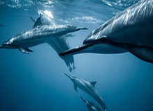 99tk香港背后的灰产怎么运作：从引流到收割的5步：别让情绪替你做决定